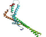A Kinase Anchor Protein 11 (AKAP11)
