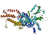 A Kinase Anchor Protein 13 (AKAP13)
