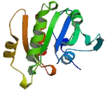 ADP Ribosylation Factor Like Protein 3 (ARL3)