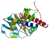 APAF1 Interacting Protein (APIP)