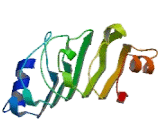 Acidic Nuclear Phosphoprotein 32 Family, Member C (ANP32C)
