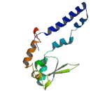 Activity Regulated Cytoskeleton Associated Protein (ARC)