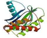 Adaptor Related Protein Complex 1 Sigma 1 (AP1s1)