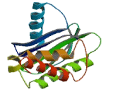 Adaptor Related Protein Complex 1 Sigma 2 (AP1s2)