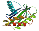 Adaptor Related Protein Complex 3 Sigma 2 (AP3s2)