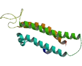 B-Cell Novel Protein 1 (BCNP1)