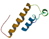 Coiled Coil Domain Containing Protein 126 (CCDC126)