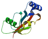Microtubule Associated Protein 1 Light Chain 3 Alpha (MAP1LC3a)