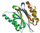 Proteasome Subunit Beta Type 11 (PSMb11)
