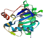 Protein Kinase, X-Linked (PRKX)