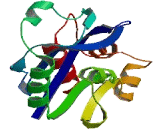 RNA Exonuclease 4 Homolog (REXO4)