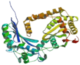 Ubiquinol Cytochrome C Reductase Core Protein II (UQCRC2)
