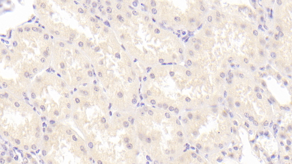 Monoclonal Antibody to Neuregulin 4 (NRG4)