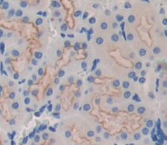 Polyclonal Antibody to Milk Fat Globule EGF Factor 8 (MFGE8)