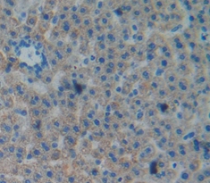 Polyclonal Antibody to Ephrin A4 (EFNA4)