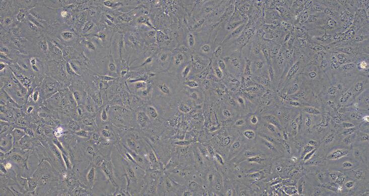 Primary Mouse Gastric Epithelial Cells (GEC)