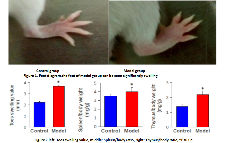 Mouse Model for Rheumatoid Arthritis (RA)
