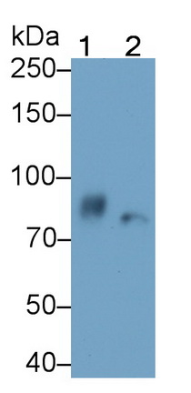 Monoclonal Antibody to Low Density Lipoprotein Receptor Related Protein 1 (LRP1)