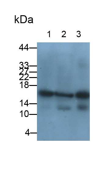 Monoclonal Antibody to Ribonuclease A3 (RNASE3)