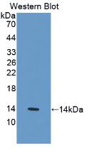 Monoclonal Antibody to Interleukin 33 (IL33)