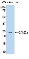 Monoclonal Antibody to Anterior Gradient 2 (AGR2)