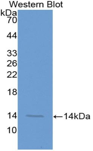 Monoclonal Antibody to Melatonin Receptor 1A (MTNR1A)