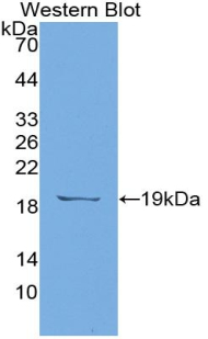 Monoclonal Antibody to Annexin A1 (ANXA1)