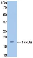 Polyclonal Antibody to Interleukin 1 Alpha (IL1a)