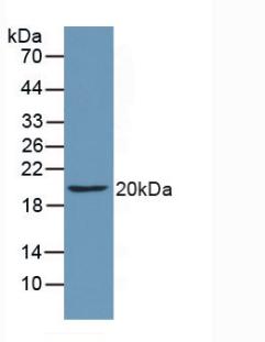 Polyclonal Antibody to Cluster Of Differentiation 40 Ligand (CD40L)