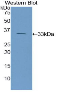Biotin-Linked Polyclonal Antibody to High Mobility Group Protein 1 (HMGB1)