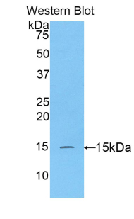 Biotin-Linked Polyclonal Antibody to Caspase 3 (CASP3)