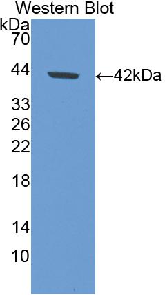 Polyclonal Antibody to Amiloride Binding Protein 1 (ABP1)
