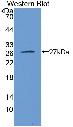Biotin-Linked Polyclonal Antibody to C Reactive Protein (CRP)