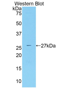 Polyclonal Antibody to Runt Related Transcription Factor 2 (RUNX2)
