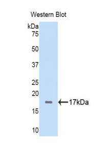 FITC-Linked Polyclonal Antibody to Fibrinogen Alpha Chain (FGA)