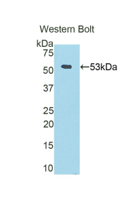 FITC-Linked Polyclonal Antibody to Fibrinogen Beta Chain (FGB)