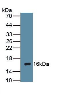 Polyclonal Antibody to Dopamine Receptor D1 (DRD1)