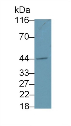 Polyclonal Antibody to Cluster Of Differentiation 23 (CD23)