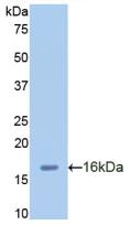 Polyclonal Antibody to Chemokine (C-X-C Motif) Ligand 2 (CXCL2)