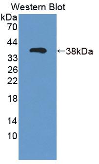 Polyclonal Antibody to Chemokine (C-X-C Motif) Ligand 3 (CXCL3)