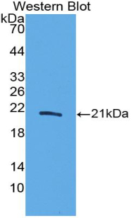 Polyclonal Antibody to Interleukin 20 (IL20)