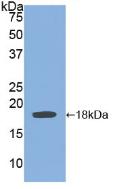 Polyclonal Antibody to Bone Morphogenetic Protein 15 (BMP15)