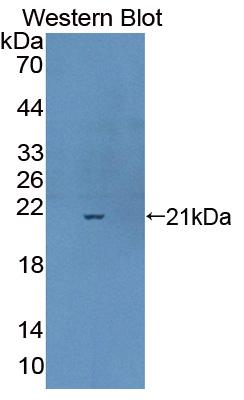 Polyclonal Antibody to Complexin 1 (CPLX1)