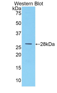 Polyclonal Antibody to Multimerin 1 (MMRN1)