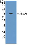 Polyclonal Antibody to 2',5'-Oligoadenylate Synthetase 1 (OAS1)