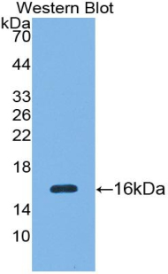 Polyclonal Antibody to Secreted Frizzled Related Protein 5 (SFRP5)