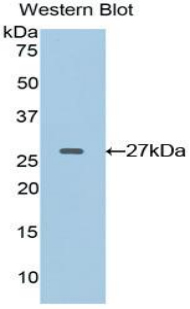 Polyclonal Antibody to Ephrin A4 (EFNA4)