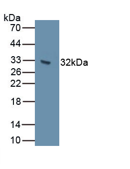 Polyclonal Antibody to Cadherin 7 (CDH7)