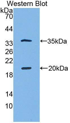 Biotin-Linked Polyclonal Antibody to Serine Peptidase Inhibitor Kazal Type 5 (SPINK5)