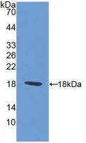 Polyclonal Antibody to Paired Box Gene 6 (PAX6)